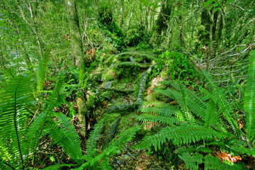 Green Rainforest Background