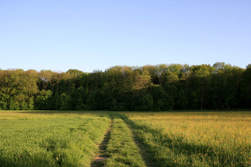 Fototapeta na wymiar Feldweg