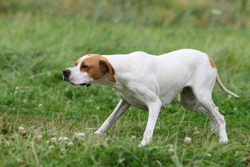 pose statique et &agrave; l'arr&ecirc;t du pointer anglais en campagne