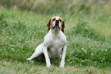 pointer anglais adulte assis vu de face dans les champs