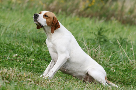 pointer anglais se detend les pattes arri&egrave;res en campagne