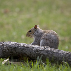 Obraz premium barking squirrel