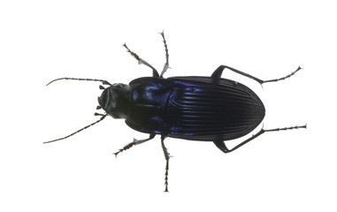 black bug