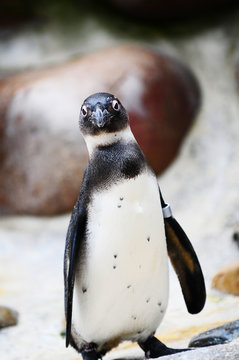 pinguin