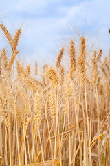 Field of wheat