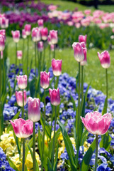Obraz premium Colorful flower bed