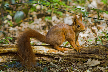 ECUREUIL sur BRANCHE