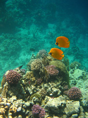 Naklejka na ściany i meble Kilka ryb motyla wśród korali Morza Czerwonego - Egipt