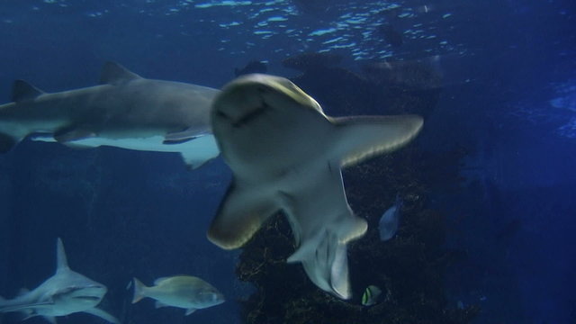 Sharks Swimming
