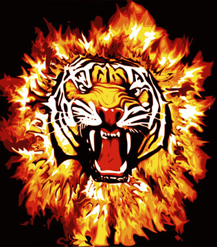 tigre