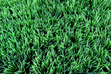 Grass
