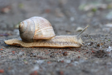 Snail