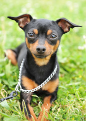 pinscher miniature