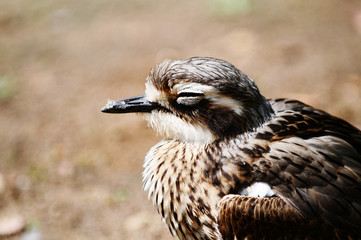 vogel