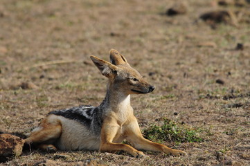 Black-backed Jackal (Canis mesomelas), Masai Mara, Kenya
