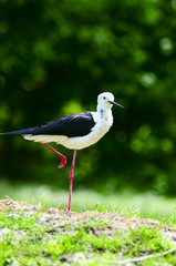 vogel