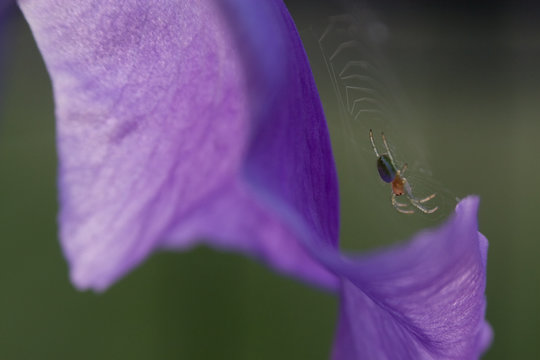 Iris and spider