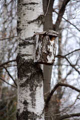 Birdhouse on the birch