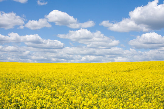 Rape field