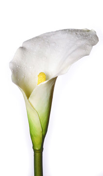 Calla lilly