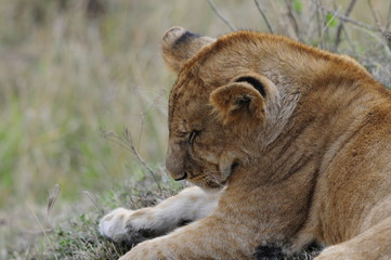 Lioness (Panthera leo), Samburu park, Kenya