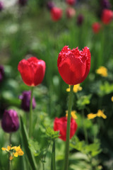 Tulpenserie Postergrösse