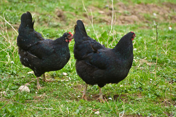 Two black hens