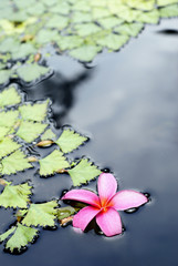 Frangipanni flower floating in pond