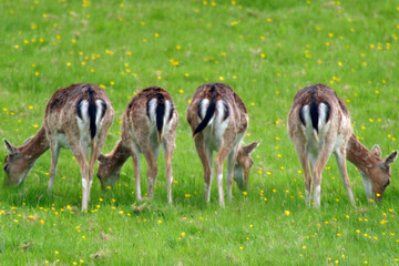 Fallow deer in 4 youngsters feeding in grassland