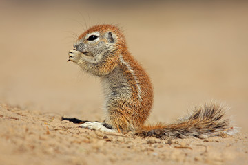 Ground squirrel (Xerus inaurus), Kalahari, South Africa