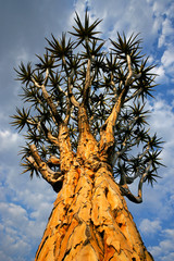 Quiver tree (Aloe dichotoma), Namibia, southern Africa
