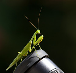 Praying Mantis