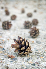 Fircone on The Ground