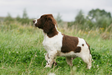 pose statique et fi&egrave;re du jeune english springer spaniel