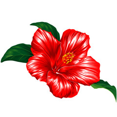 Red hibiscus flower blossom with leaves