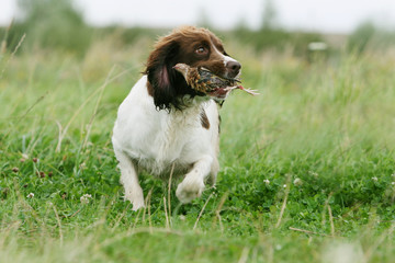 english springer spaniel marchant une perdrix dans la gueule