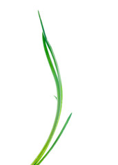 spring onion isolated on white background