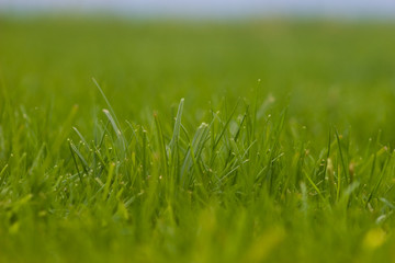 Grass background