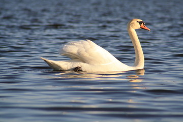 Swan