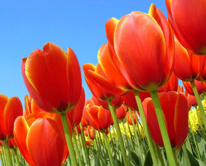 Obraz premium Tulips