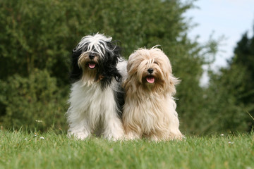 couple de terrier du tibet assis cote à cote dans le jardin
