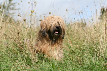 pose pour le terrier du tibet dans les champs au printemps