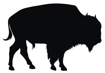 Bison