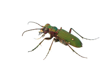 green carabus
