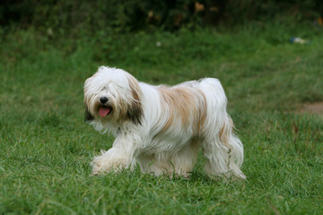 terrier du tibet adulte marchant dans le jardin en été