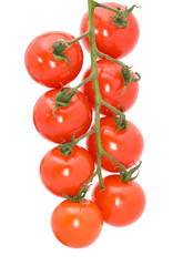 red tomato branch