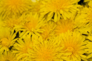 yellow dandelion background