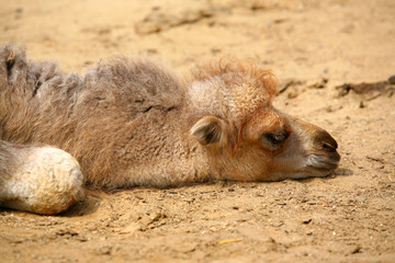 Fototapeta premium baby camel