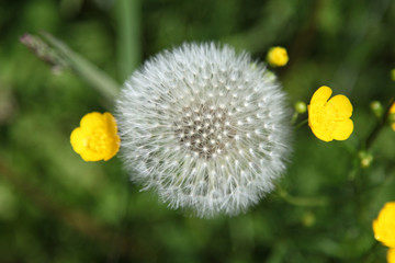 Pusteblume