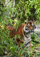 tiger